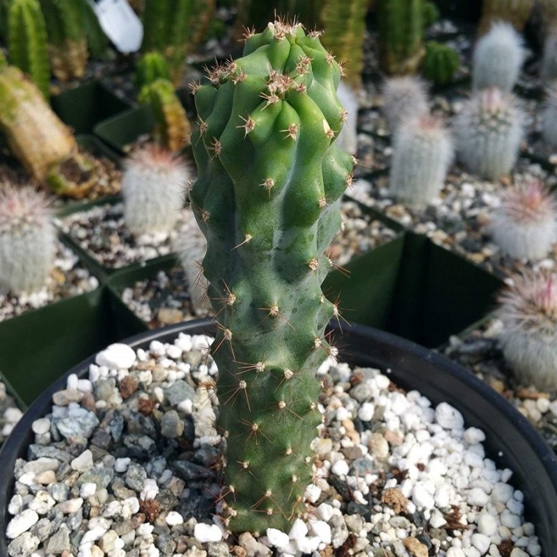 Цереус перуанский (Cereus peruvianus) .