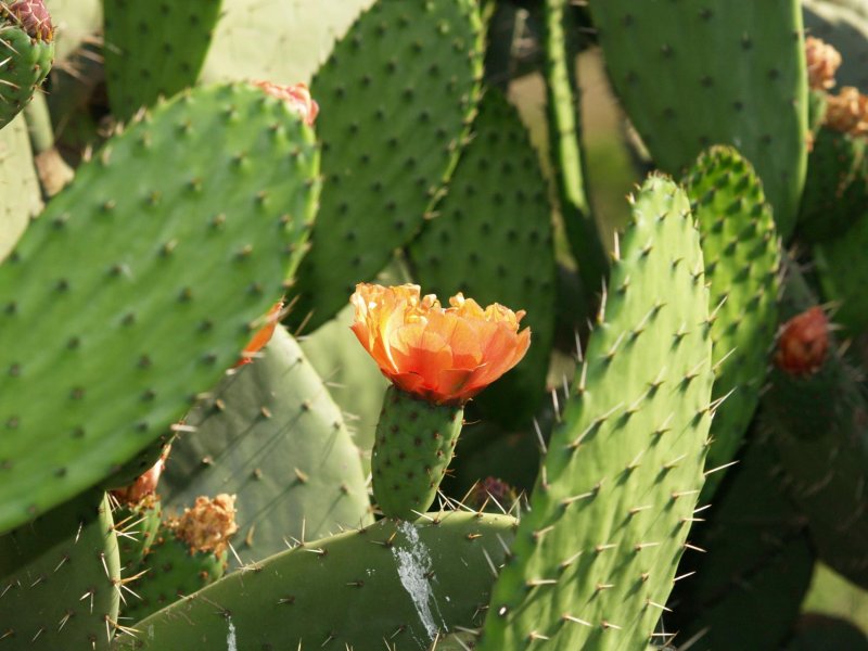 Растения Кактусовые опунция (Opuntia)
