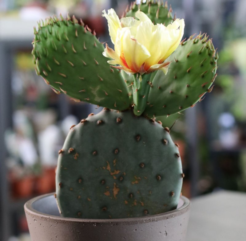 Опунция (Opuntia)