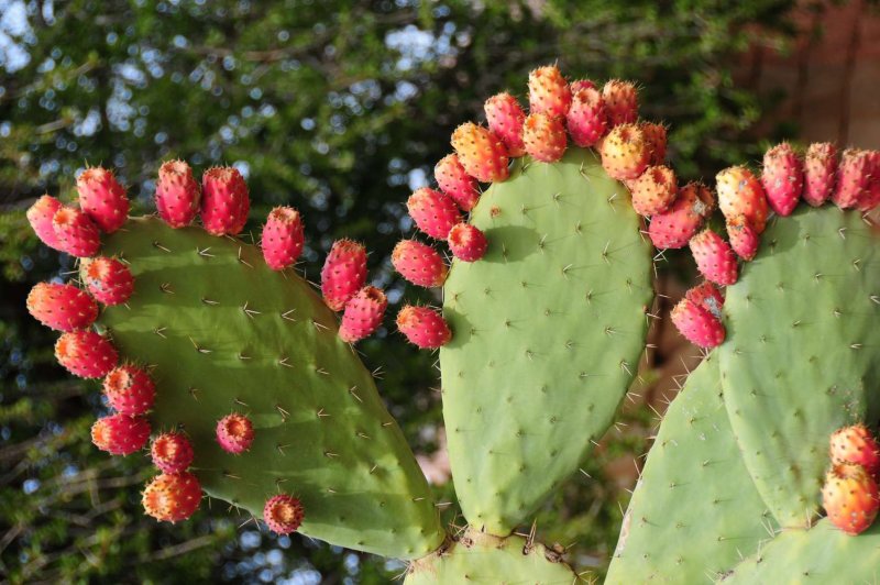 Опунция Госселина Opuntia gosseliniana