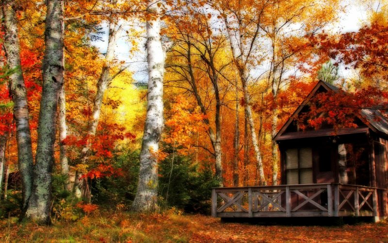 Осень домик в лесу