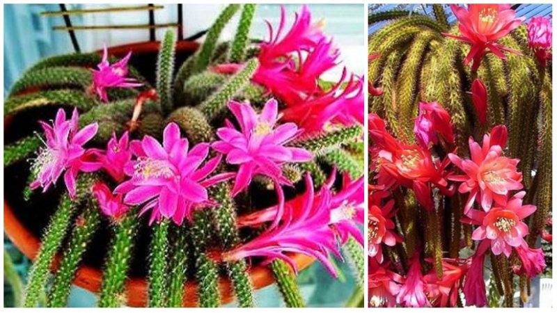 Апорокактус плетевидный (Aporocactus flagelliformis)
