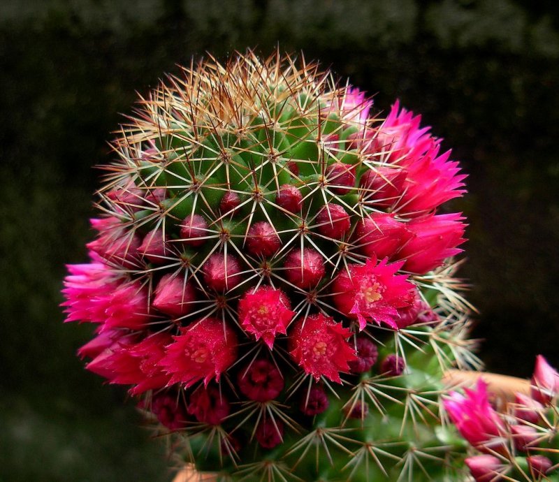 Mammillaria backebergiana SSP ernestii