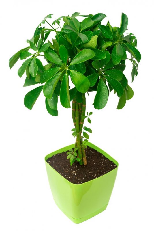 Шеффлера arboricola