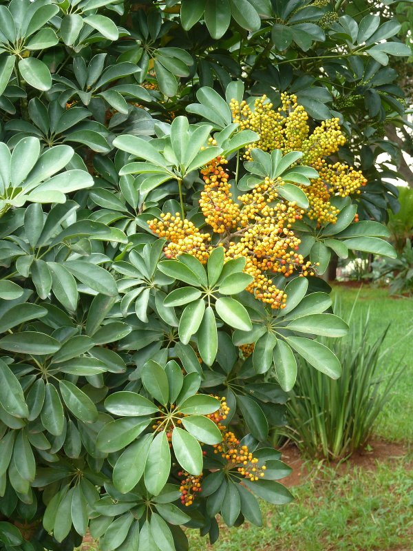 Schefflera arboricola цветок
