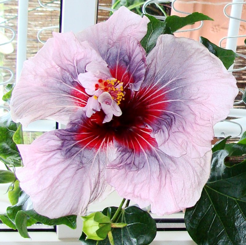 Китайская роза (Hibiscus Rosa-sinensis)