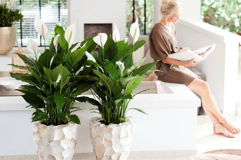 Spathiphyllum Bonsai Rosebud Spathiphyllum