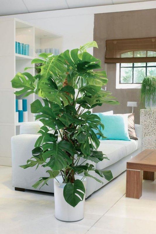 Монстера Делициоза (Monstera deliciosa)