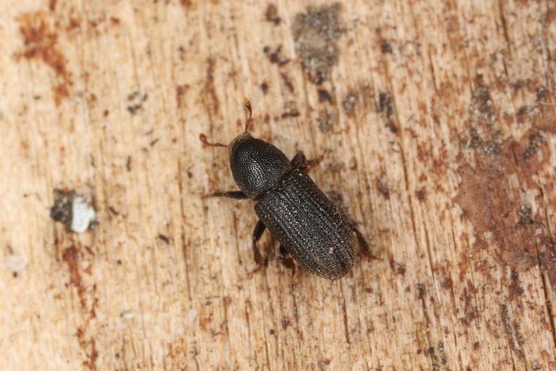 Hylastes nigrinus