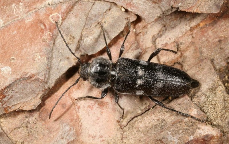 Hylotrupes bajulus Жук