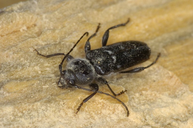 European House Borer Жук