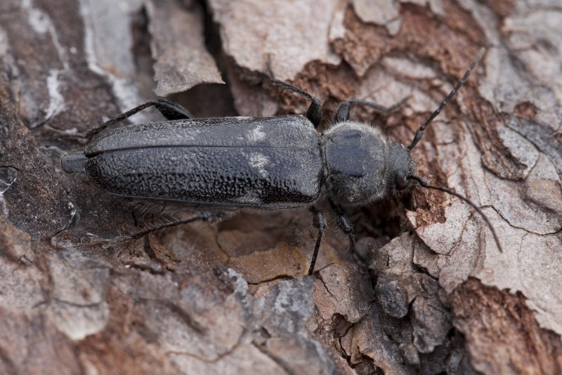 Hylotrupes bajulus Жук