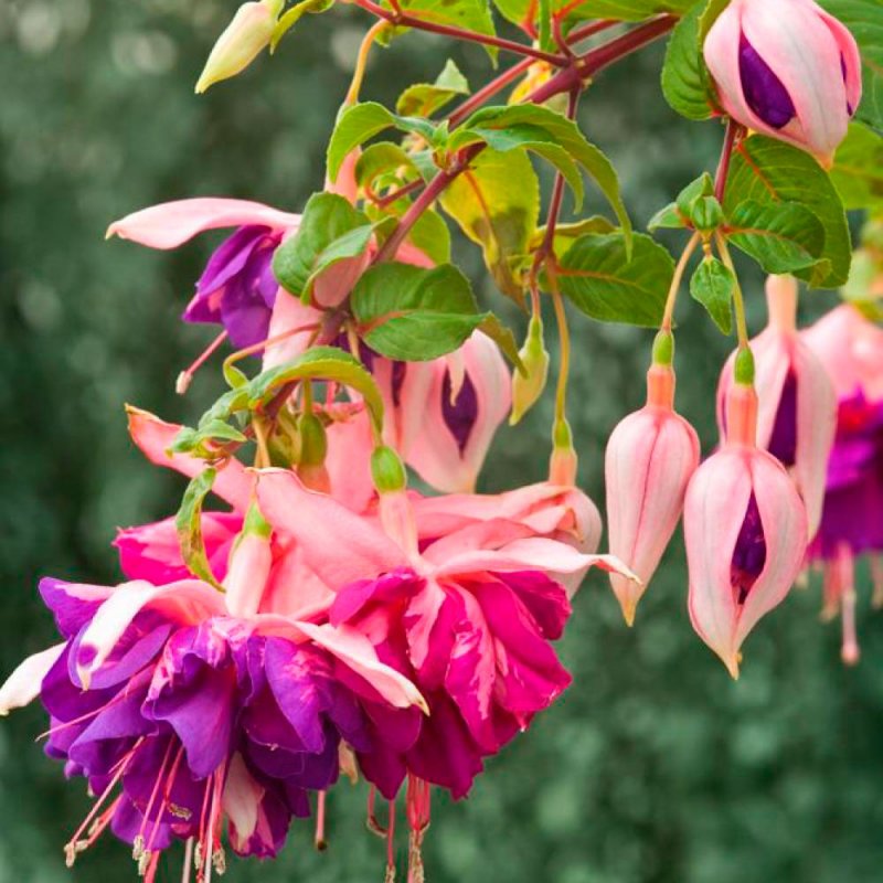 Фуксия гибридная Fuchsia hybrida