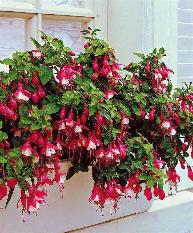 Фуксия Fuchsia