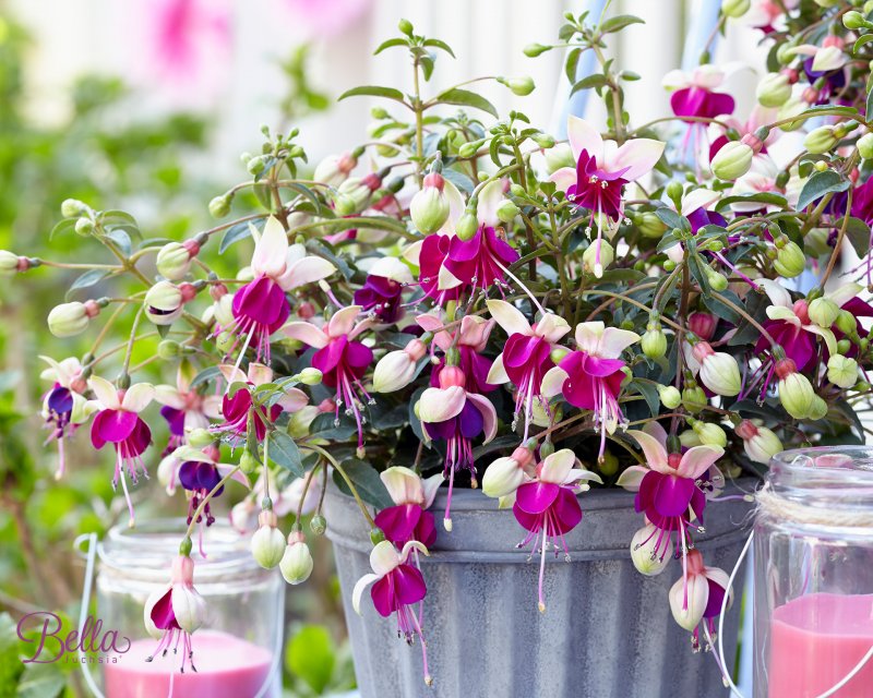 Фуксия Fuchsia blush Violet.