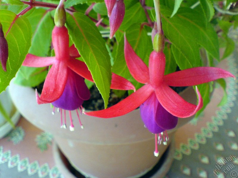 Фуксия гибридная Fuchsia hybrida