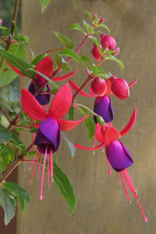 Фуксия Bella Fuchsia