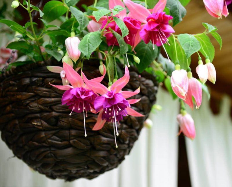 Фуксия Fuchsia
