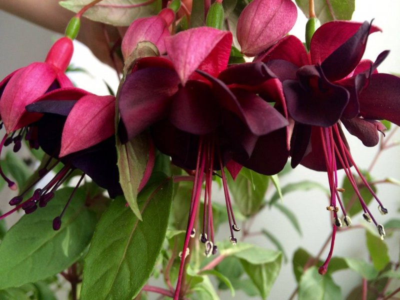 Фуксия гибридная Fuchsia hybrida
