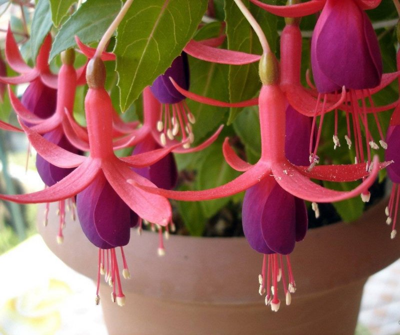 Фуксия Fuchsia