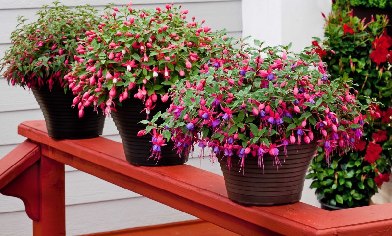 Фуксия микс Fuchsia