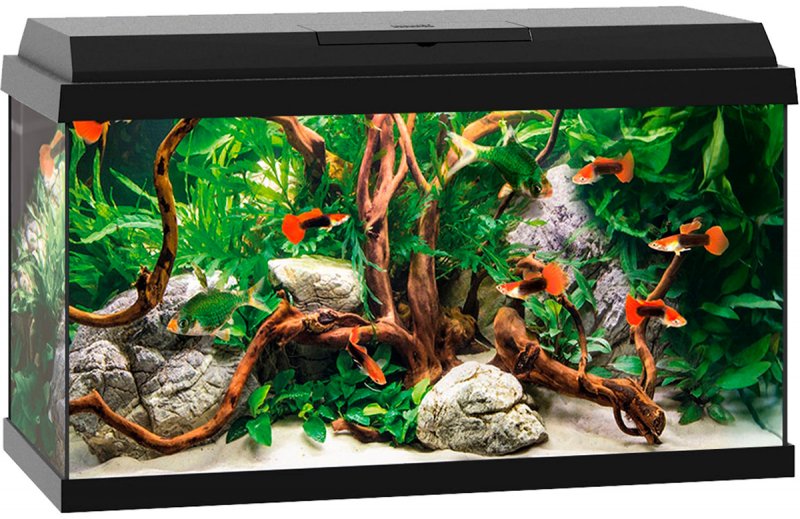 Tetra Cascade Globe Black 211827