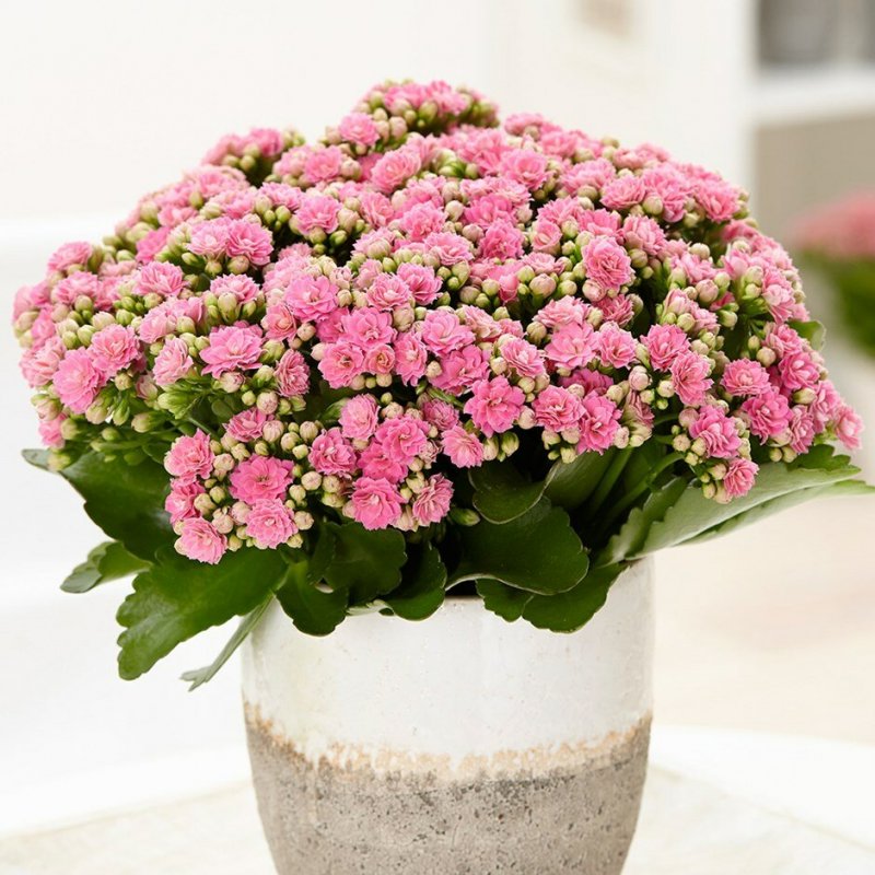 Каланхоэ blossfeldiana