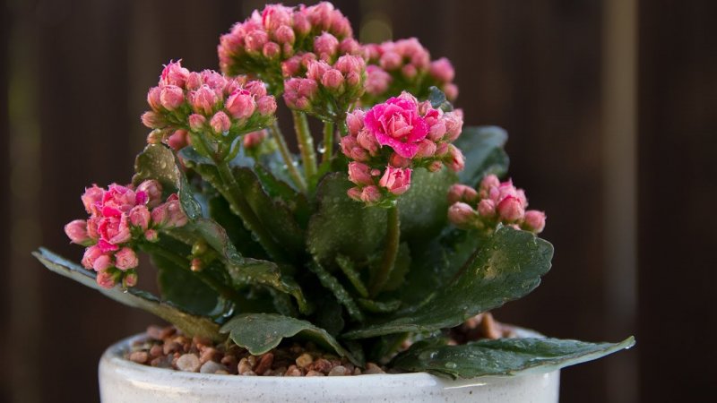 Каланхоэ (Kalanchoe)