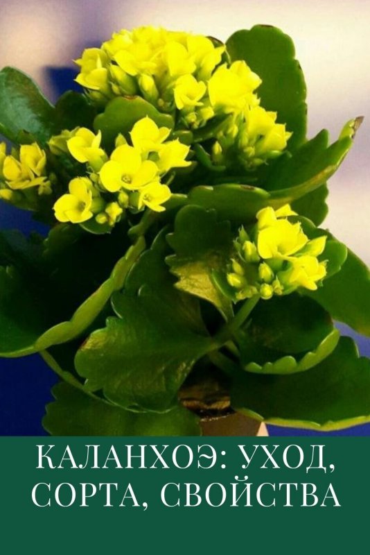 Каланхоэ каландива