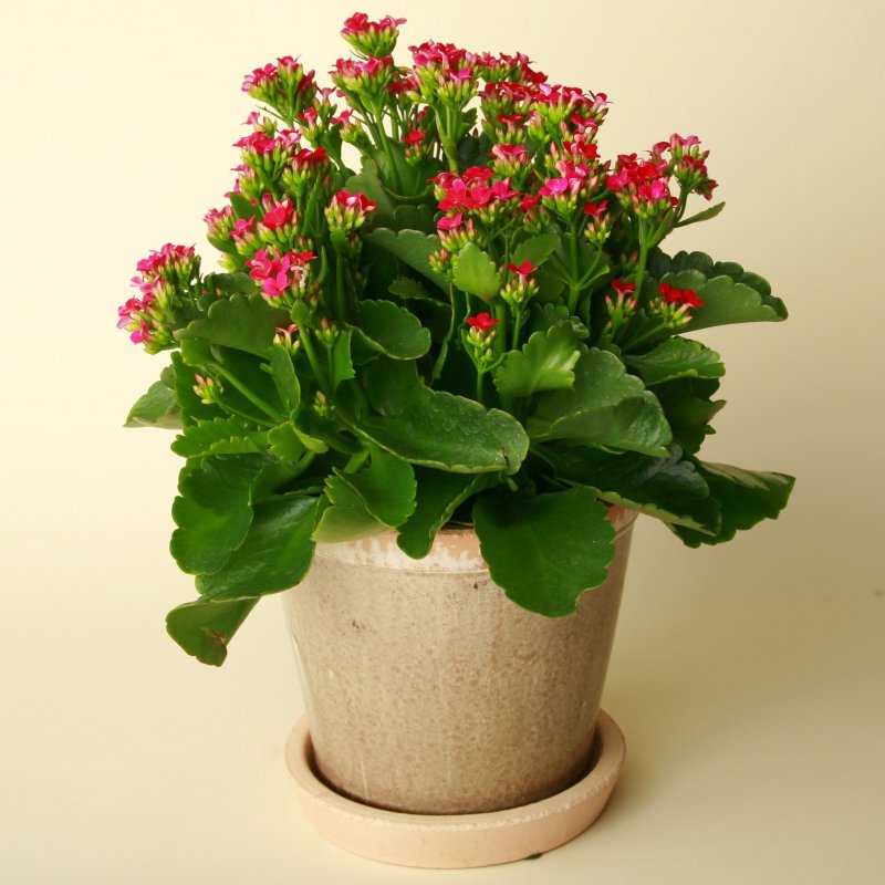 Каланхоэ Блоссфельда (Kalanchoe blossfeldiana)