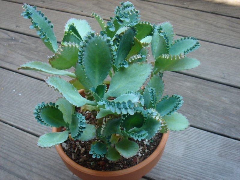 Каланхоэ Дегремона Kalanchoe daigremontiana бриофиллюм