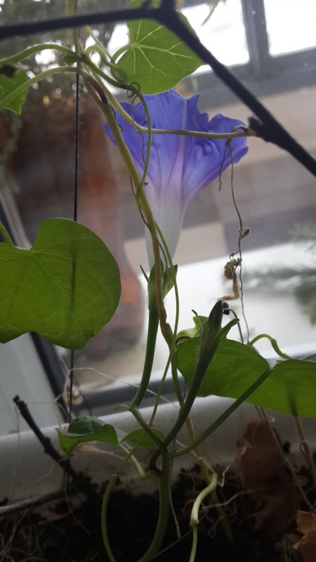 Ипомея трехцветная Ipomoea Tricolor