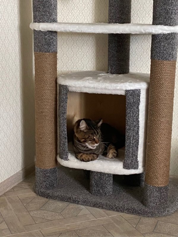 Кошачий комплекс для Мейн куна