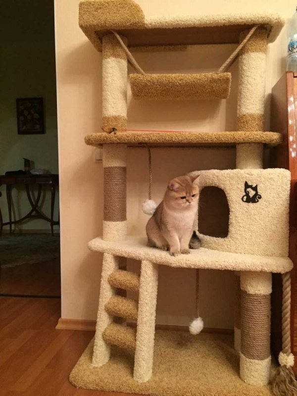 Двухэтажный дом для кошек