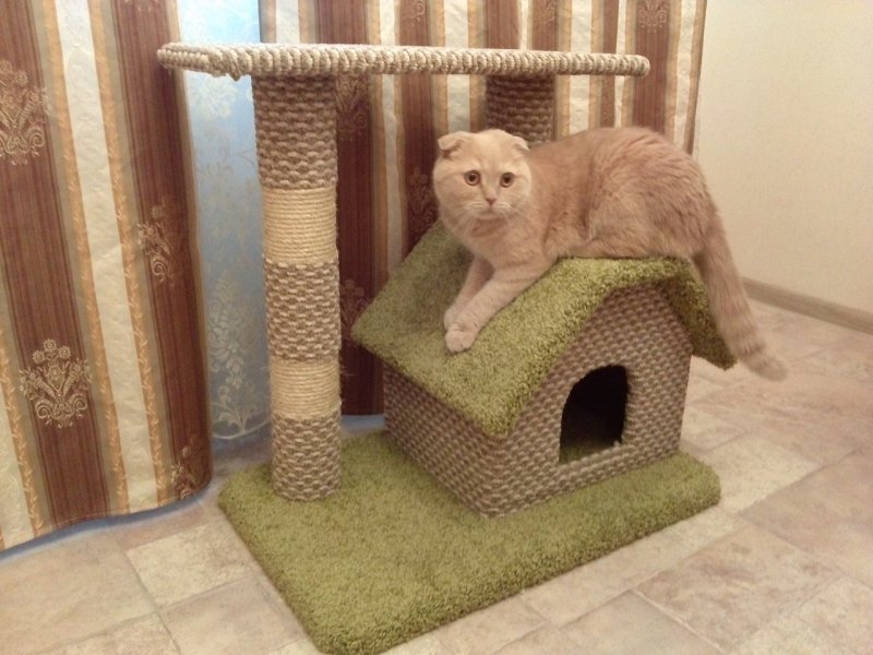 Домик для шотландского кота