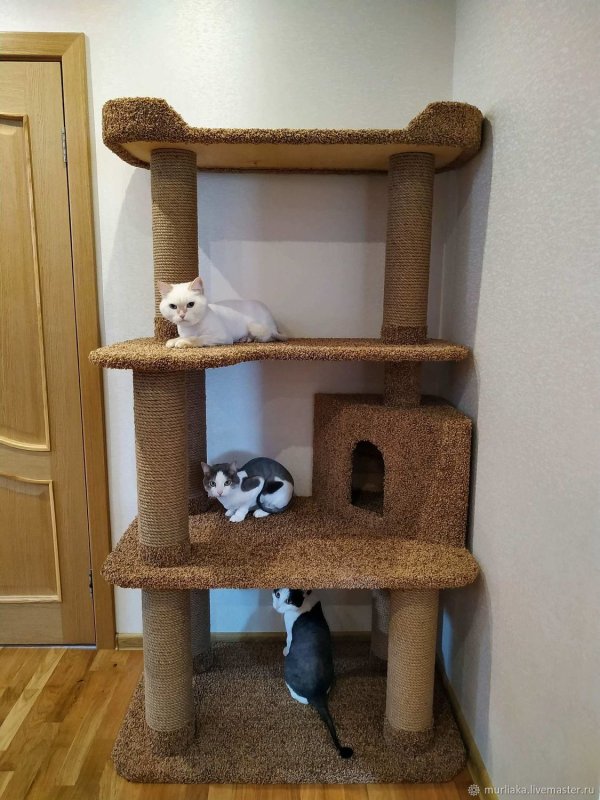 Кошачий комплекс для Мейн куна