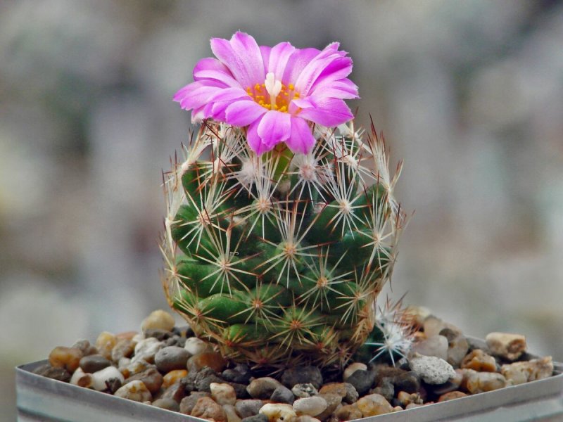 Кактус Coryphantha