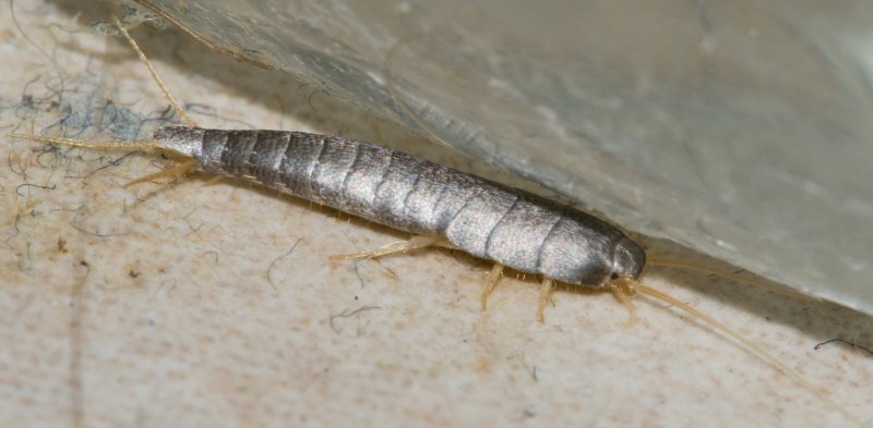 Scutigera coleoptrata