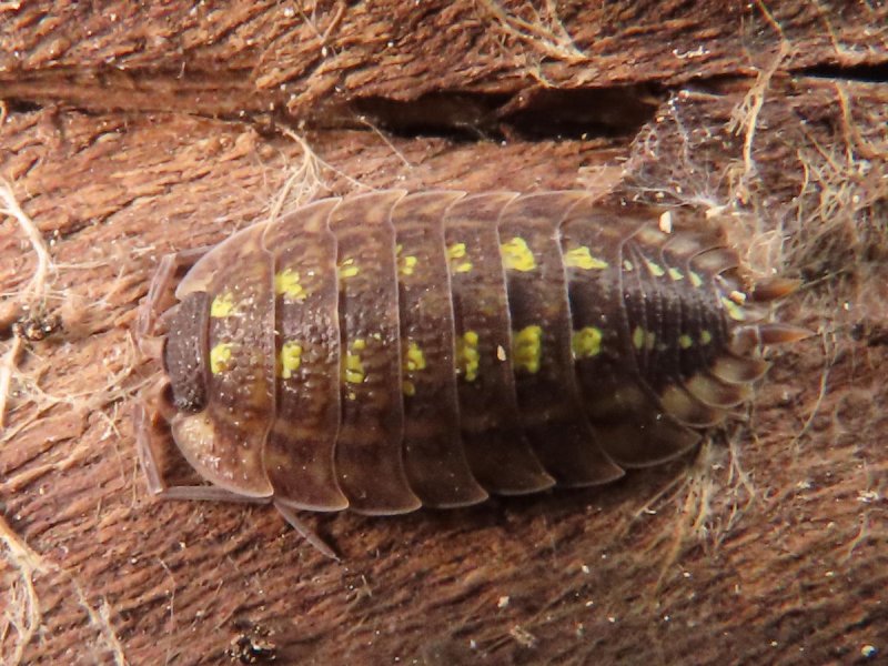 Armadillidium depressum