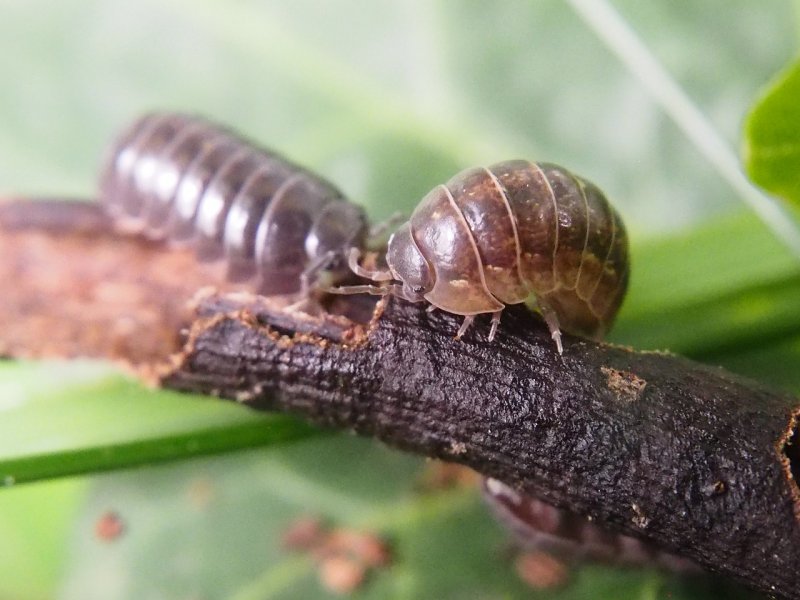 Мокрица merulanella