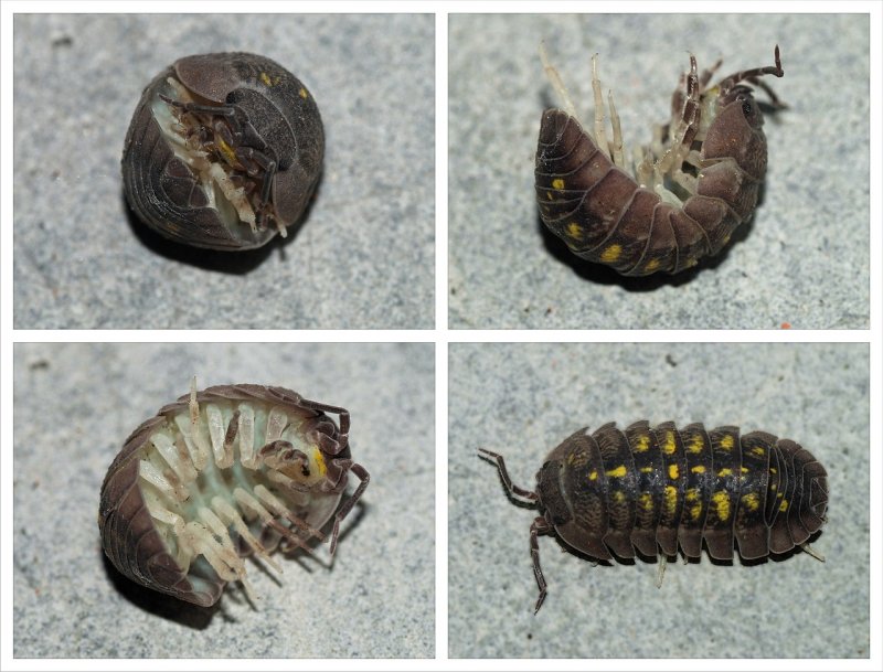 Porcellio expansus мокрица