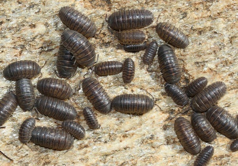 Lepisma saccharina