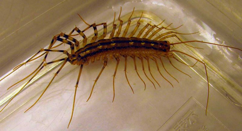 Porcellionides SP.