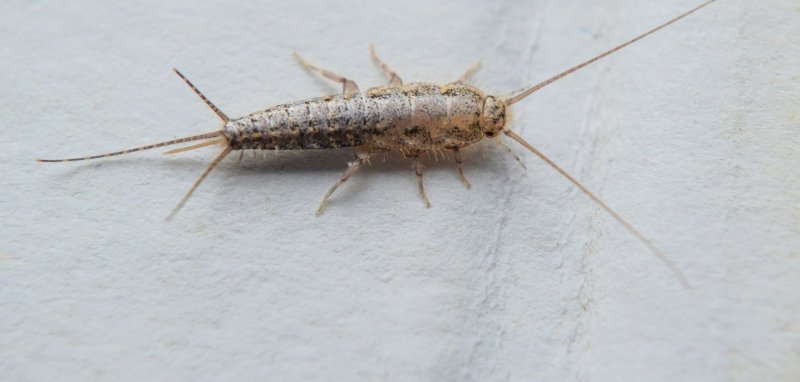 Мокрица коровка