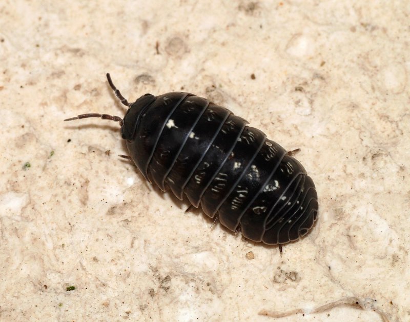 Armadillidium versicolor