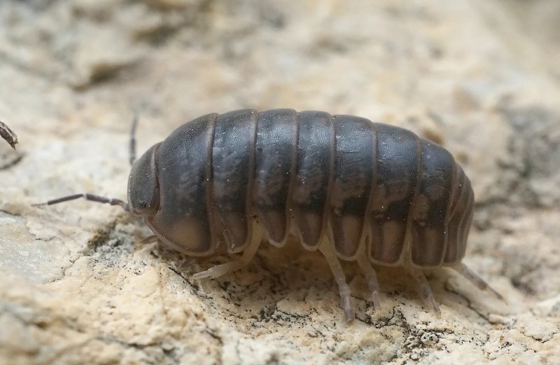 Armadillidium vulgare Magic Potion