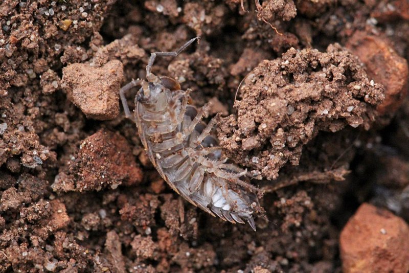 Мокрица клоун