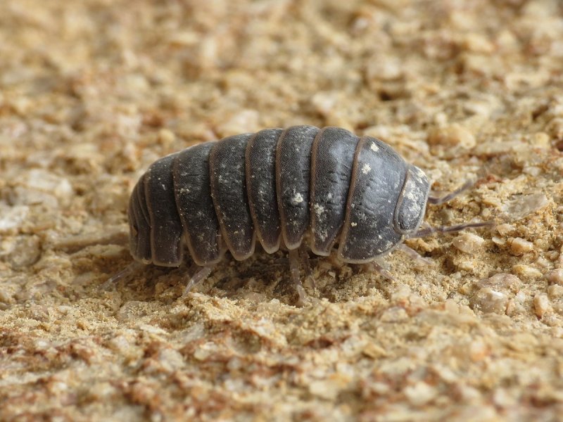 Мокриц (Oniscidea)
