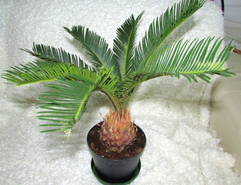 Livistona chinensis