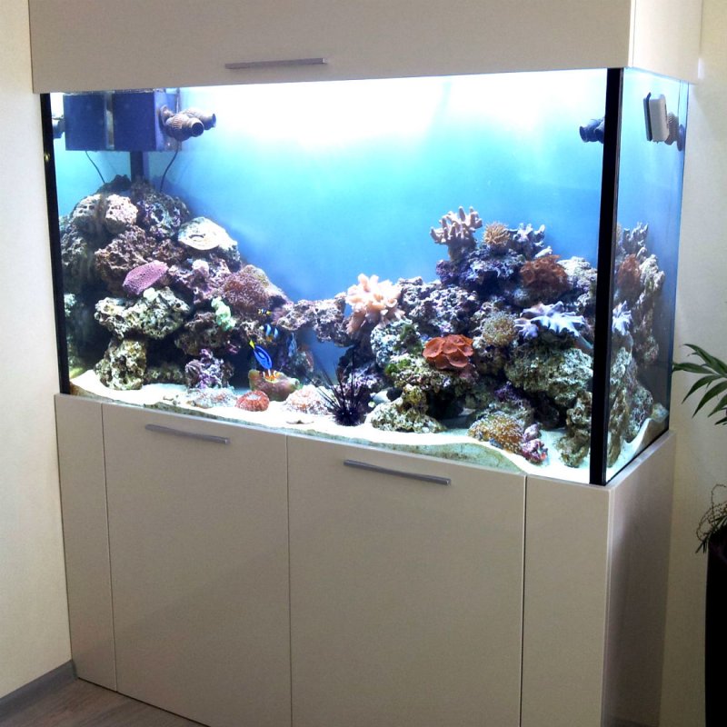 Морские рыбки для домашнего аквариума